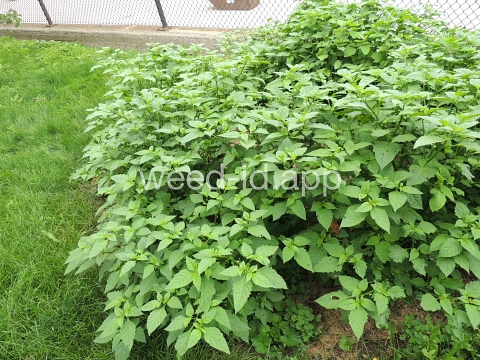 nightshade, eastern black